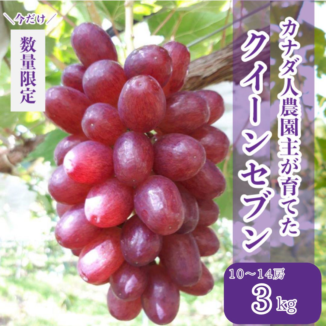 【ふるさと納税】皮ごと食べられるクイーンセブン 約3kg【先行予約・数量限定】カナダ人農園主 ぶどう ブドウ マスカット クイーンセブン フルーツ 果物 くだもの 産地直送 世羅 ラピアビンヤード【2025年8月下旬以降順次発送】A021-24