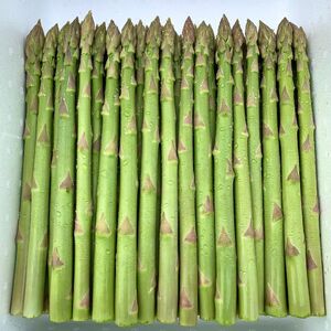さぬきのめざめ　おおもりやアスパラガス「Lサイズ」1kg【予約受付：御用意出来次第発送】【H-54】