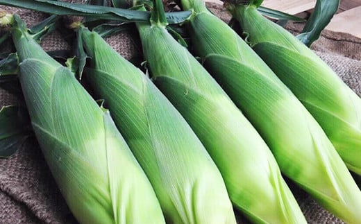 小林農園のスイートコーン「サニーショコラ（24～27本セット）」令和8年8月上旬出荷開始予定【2026年夏のご予約受付開始！】信濃町産生産者直送とうもろこし【長野県信濃町ふるさと納税】