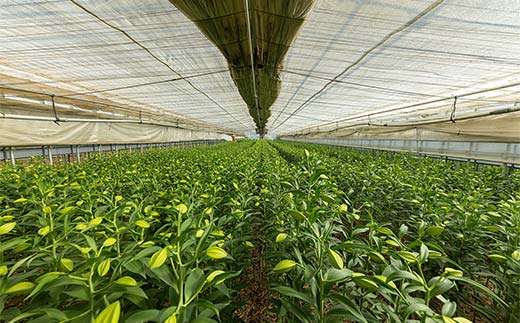 ユリ専門＜深花園＞観賞用ゆり オリエンタルリリー ピンク 3～4輪8本  植物 フラワー 花 F23R-502