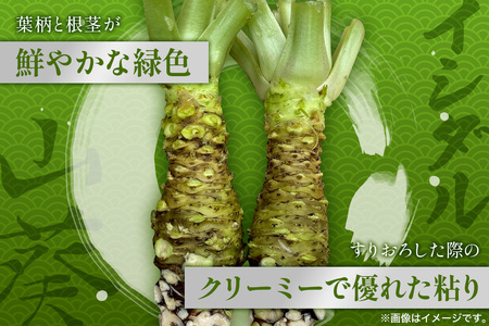 那賀わさび (イシダル) 約300g 3～6本【徳島県 那賀町 生産者直送 産地直送 本わさび わさび ワサビ 生わさび 山葵 野菜 香味野菜 国産 イシダル 薬味 調味料 万能 新鮮】FN-13