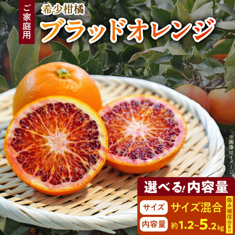 【ふるさと納税】【限定】 先行予約 2026年3月～発送 希少柑橘 訳あり ご家庭用 ブラッドオレンジ サイズ混合 選べる 内容量 傷み補償 付き 1.2kg ～ 5.2kg 国産 オレンジ 赤い 果肉 濃厚 コク 甘み 果汁 ジューシー 柑橘 フルーツ お取り寄せ 和歌山県 湯浅町 送料無料