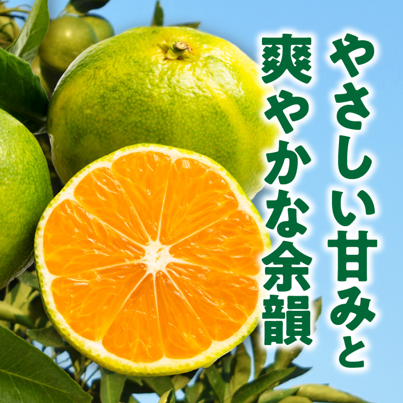 ZT6403_有田みかん　極早生　秀品　約5Kg