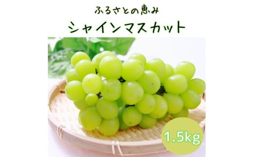 【南信州高森産】ふるさとの恵みシャインマスカット1.5kg