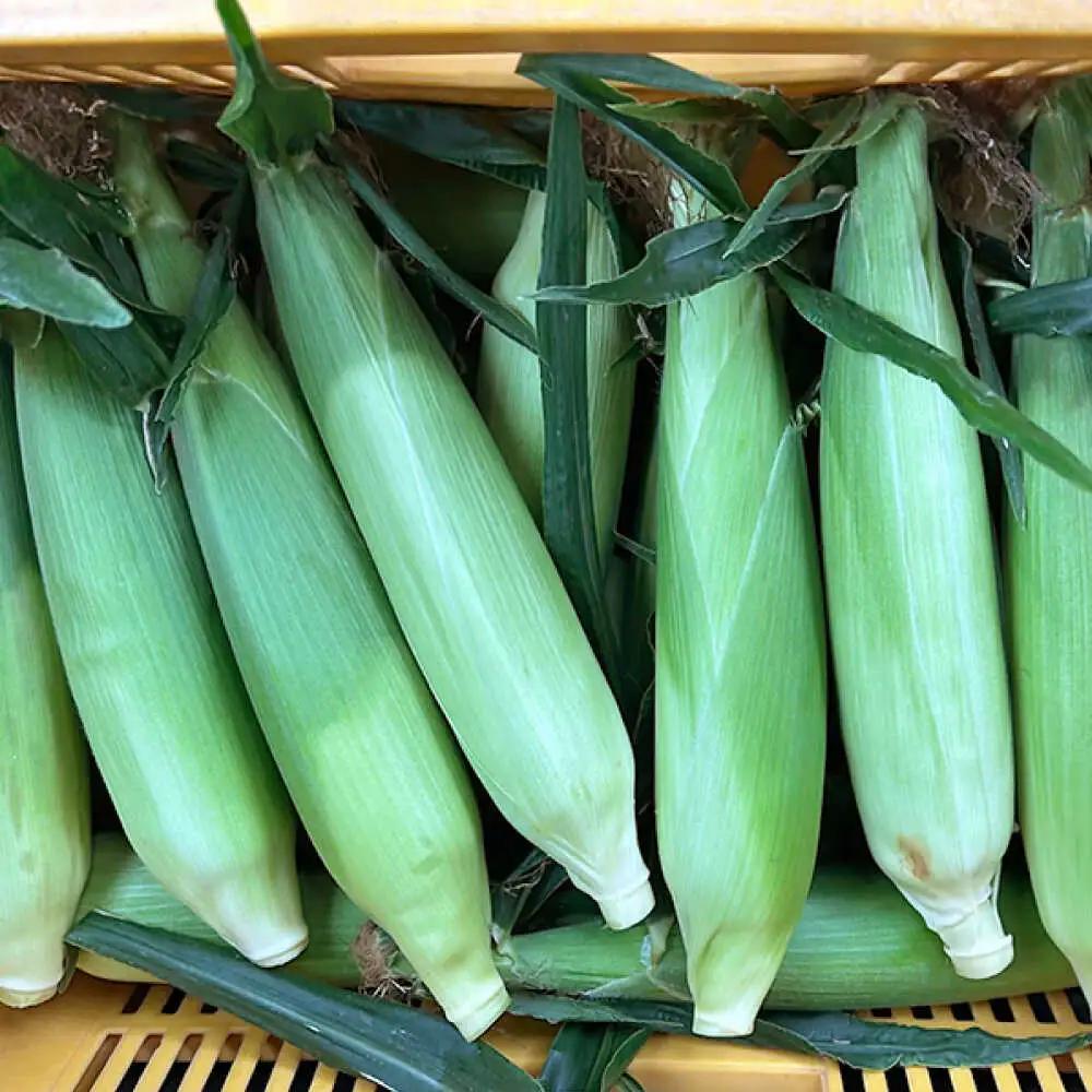 【先行予約】とうもろこし 20本 [SGB009] 野菜 | とうもろこし