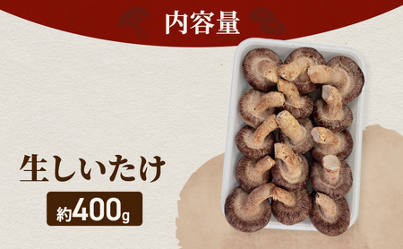 生しいたけ 遠州どまんなか 国産 椎茸 生しいたけ【約400g】