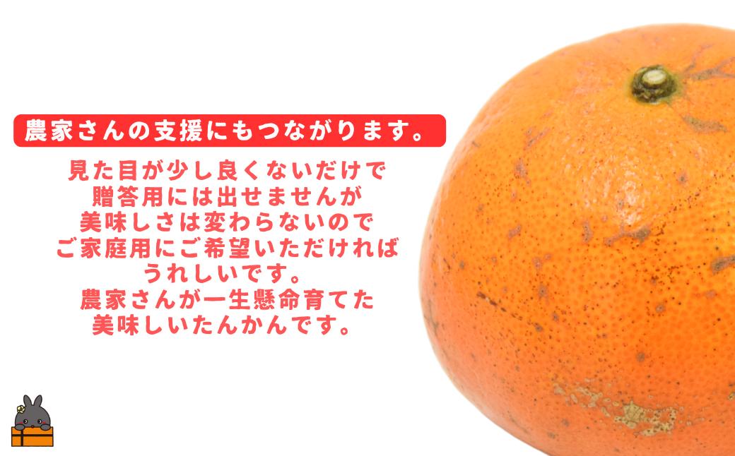 《先行予約》（家庭用）見た目は△！でも味は◎！徳之島産“もぎたて”たんかん（10kg） （ 訳あり 訳有 わけあり ワケ有 タンカン フルーツ みかん 果物 柑橘 甘い 徳之島 奄美 鹿児島 もぎたて