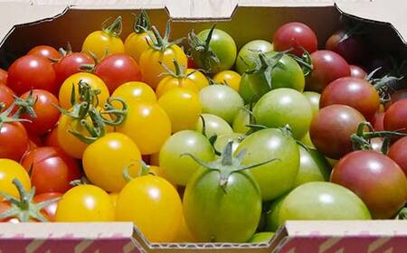 大容量 ごろうのはたけ カラフルミニトマト 1.2kg 高糖度 濃厚 トマト サラダ 山陽小野田 F6L-646