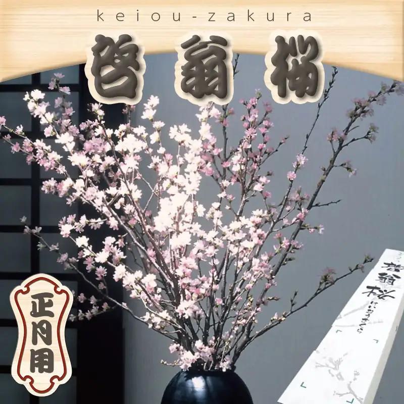 正月用 啓翁桜 切り花