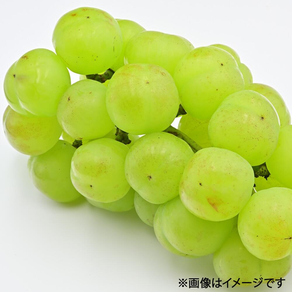 【ふるさと納税】桃太郎 ぶどう 1房 500g前後 ぶどう 2025年 先行予約 ブドウ 葡萄 岡山県産 国産 フルーツ 果物 くだもの ギフト 岡山のぶどう デザート 種なし 皮ごと 大粒【2025年8月下旬～10月下旬 発送予定】