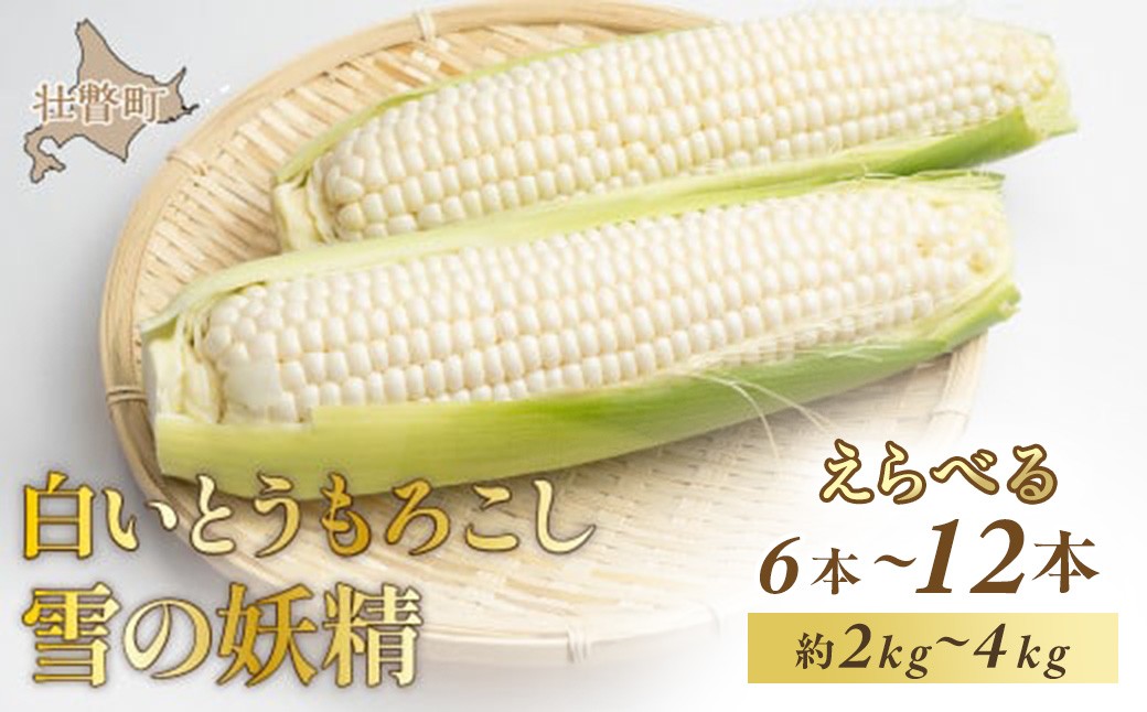 
            ＜2026年8月下旬よりお届け＞【朝採り】北海道壮瞥産 白いとうもろこし「雪の妖精」選べる容量 Lサイズ以上  6本～12本 （約2kg～4kg）【 ふるさと納税 人気 おすすめ ランキング ホワイトコーン 雪の妖精 白い 白 トウモロコシ とうもろこし 野菜 甘い 北海道 壮瞥町 送料無料 】 SBTQ005
          