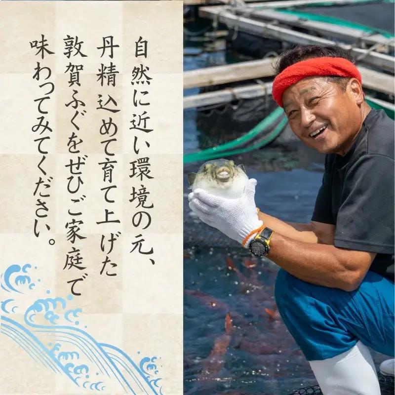 ＜先行予約＞【11月発送】フグ 敦賀ふぐ鍋たたきセット（2～3人用） 【ふぐのたたき 冷蔵 海鮮 鍋 なべ 河豚】