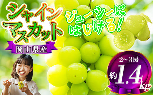 【数量限定】岡山県産 シャインマスカット 約1.4kg前後（2房～3房）9月～発送予定 先行予約  / 関連キーワード 家庭用 岡山 岡山県 晴王 はれおう ハウス 2024年発送 岡山県産 シャイン