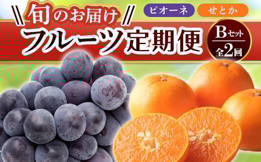 【旬のお届け フルーツ定期便 2回】Bセット ピオーネ 約1.2kg せとか 約5.0kg ぶどう みかん 旬 フルーツ 果物 国産 香川県 フルーツ定期便 F5J-780