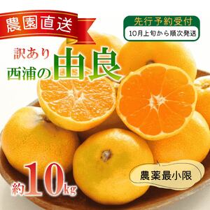 訳あり 由良 みかん 10kg 西浦 数量限定 みかん