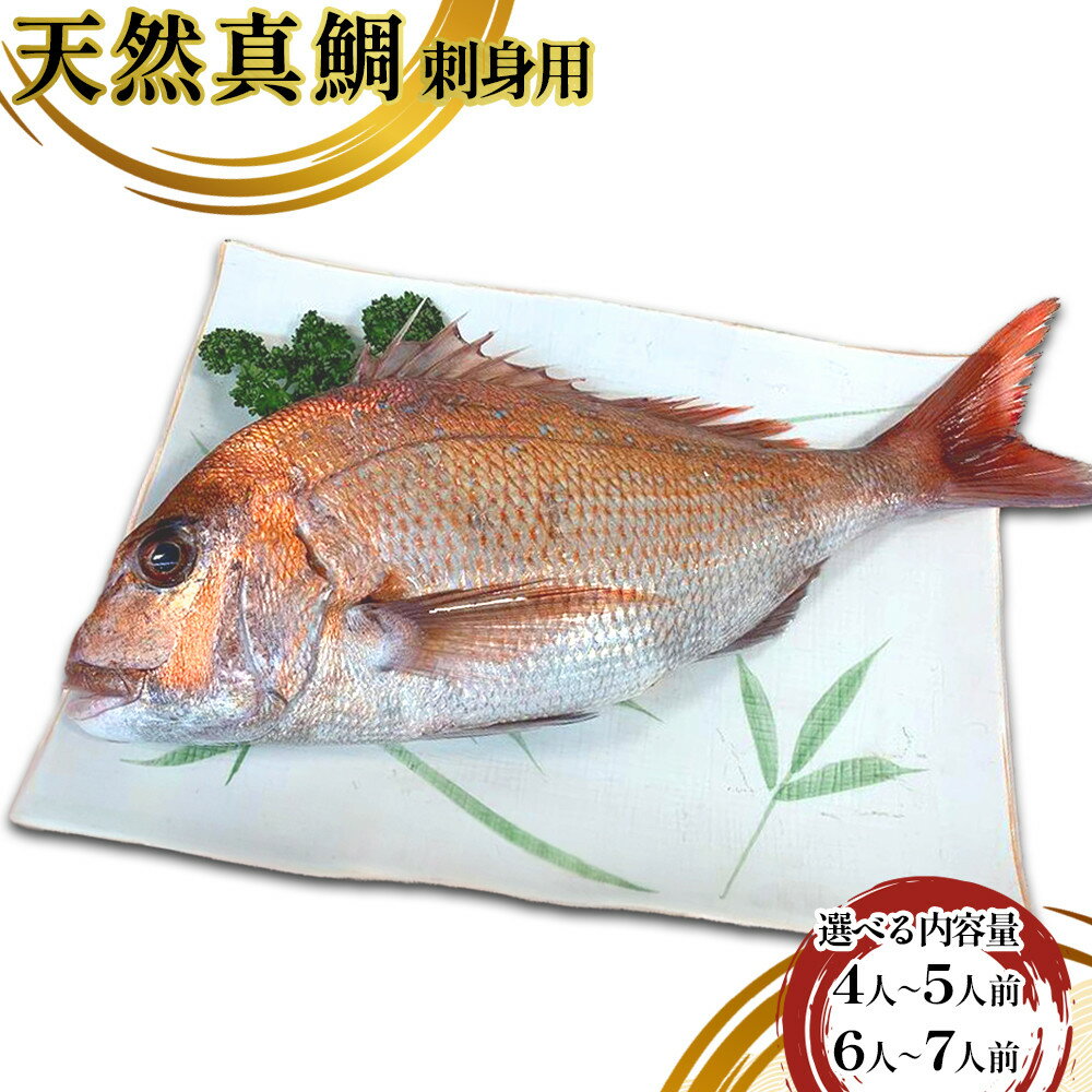 【ふるさと納税】選べる量！ 天然真鯛 刺身用（4人～7人前） | 天然 真鯛 朝獲れ 三枚おろし 瀬戸内海 新鮮 魚介 水産 お祝い お取り寄せグルメ グルメ 香川県 高松市 送料無料
