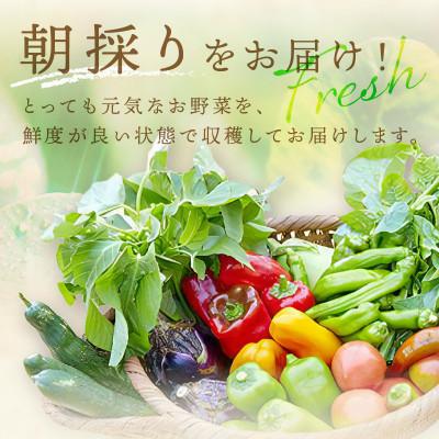 ふるさと納税 京丹後市 【発送月固定定期便】【6回定期便】<てんとうむしばたけ>オーガニック有機野菜7種(2人用)全6回 |  | 03