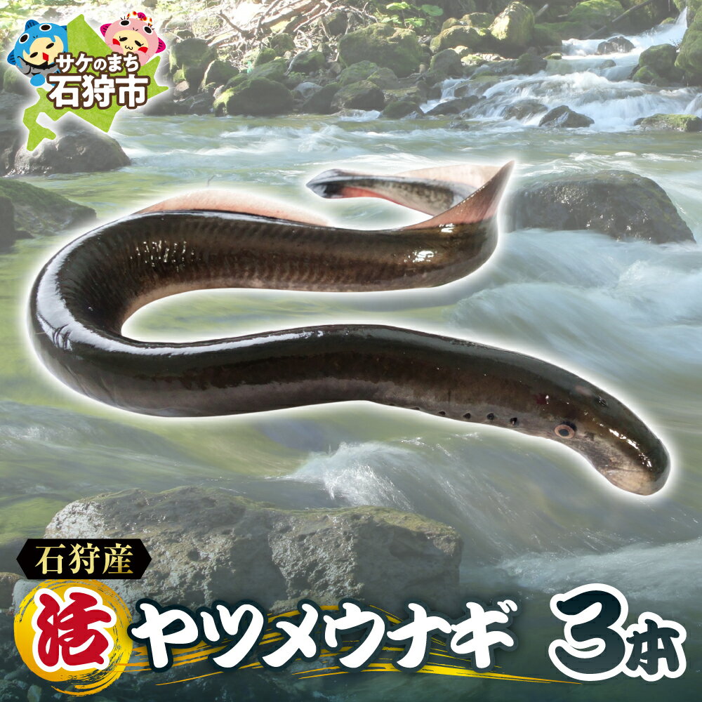 【ふるさと納税】《レビューキャンペーン》【 予約受付中 】 2026年 1月 発送 石狩産 活ヤツメウナギ 3本 活 新鮮 やつめうなぎ うなぎ 魚 魚介 希少 珍しい レア 名産 特産 高級 北海道産 北海道 石狩市