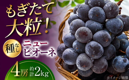 ぶどう【先行予約】【8月下旬から9月上旬に順次発送】ニューピオーネ 4房[APAB001] ぶどう ぶどう ぶどう ぶどう ぶどう