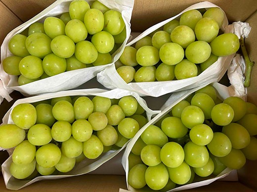 【2026年発送分 先行予約】【フルーツ王国やまなしのフルーツ定期便】【訳あり】シャインマスカット（３～６房・１．８～２ｋｇ）＆ラ・フランス（４～６玉・２ｋｇ以上） 定期便 シャイン シャインマスカット ぶどう ブドウ 葡萄 洋ナシ 洋梨 洋なし フルーツ 果物 訳あり 訳アリ 自宅用 くだもの 山梨 やまなし 富士川町