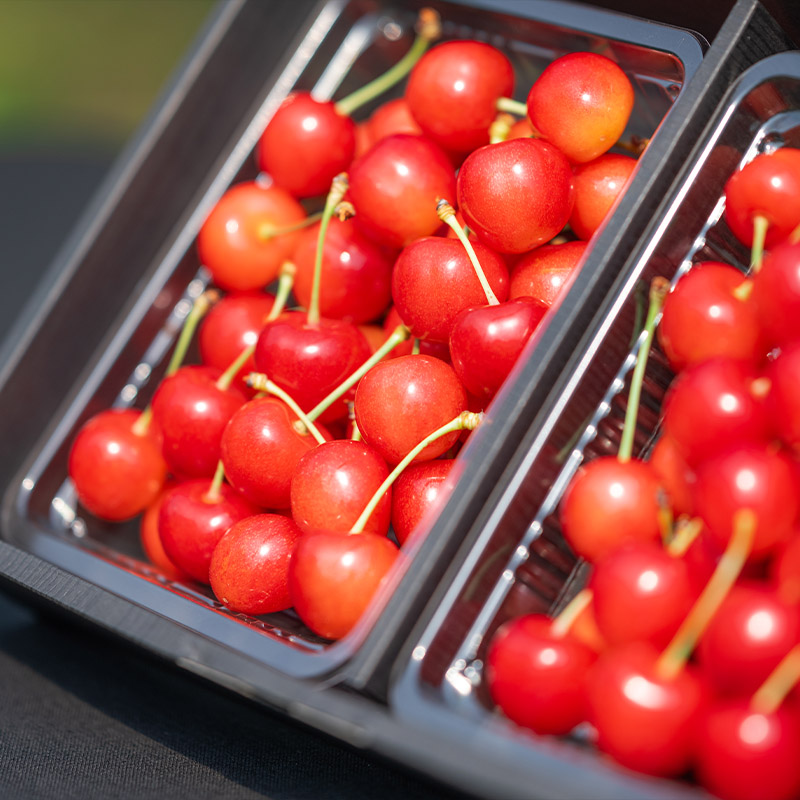さくらんぼ 「佐藤錦」 600g 特秀品 Lサイズ以上 山形産 【令
