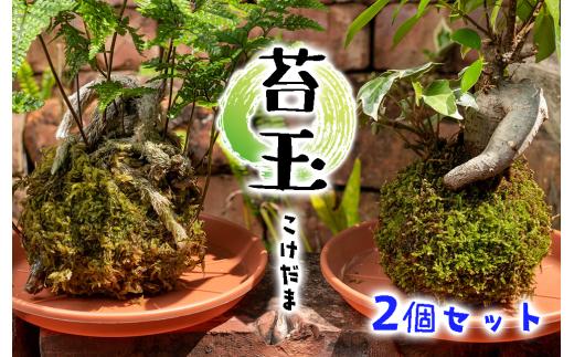 苔玉2個セット