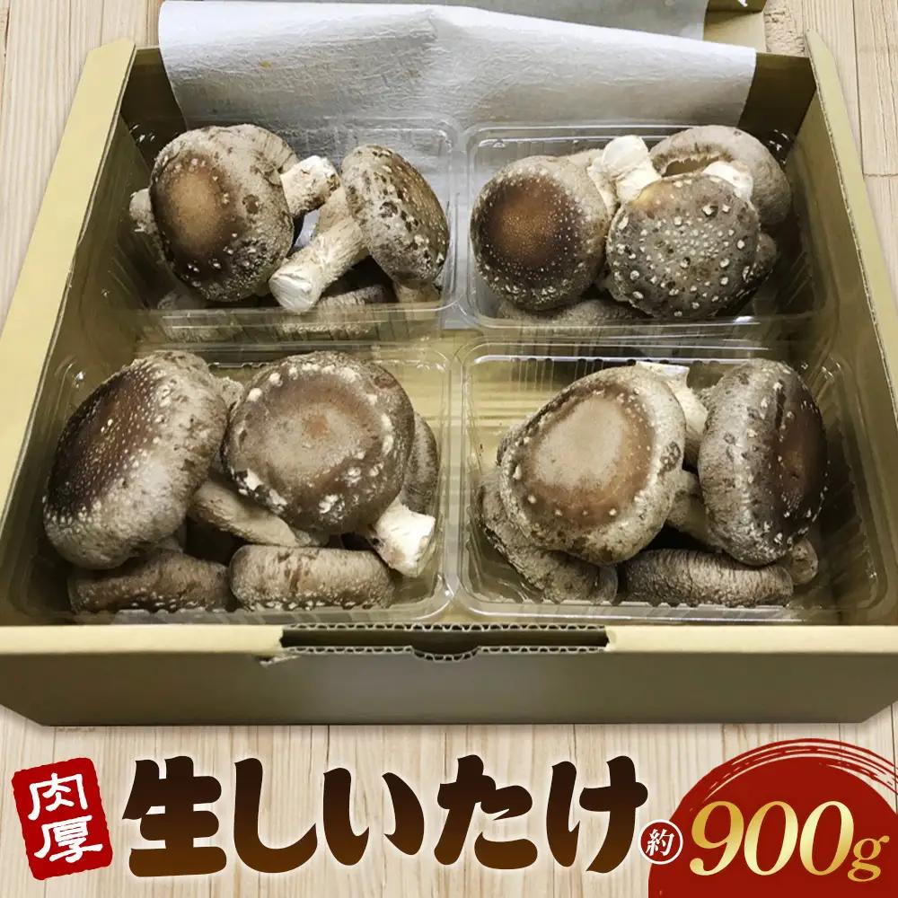 行田産こだわり生椎茸 約900g No.135
