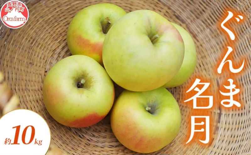 りんご ぐんま名月 約 10kg フルーツ 果物 黄色 秋 旬の果物 旬のフルーツ 長野県産