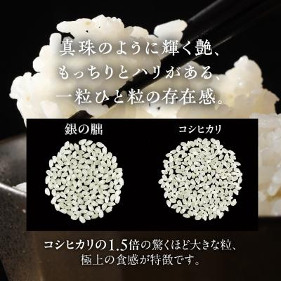 ふるさと納税 下呂市 (2026年11月から毎月発送)【定期便】3kg×12回【2026年産】銀の朏【13-23】 |  | 01