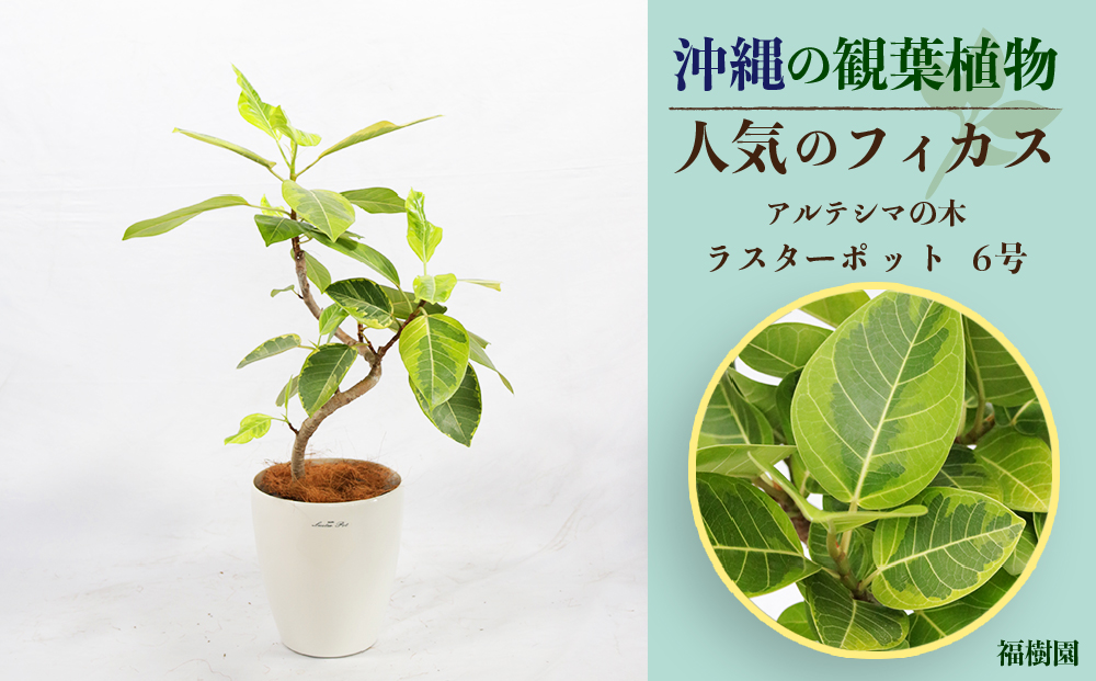 沖縄の観葉植物 人気のフィカス アルテシマ6号 ラスターポット