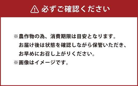 【先行受付】人気のとうもろこしコラボセット!　ピュアホワイト4本×ゴールドラッシュ4本（2025年8月下旬より発送予定）【 白いとうもろこし 人気 北海道産 糖度 生 野菜 スイートコーン 産地直送 