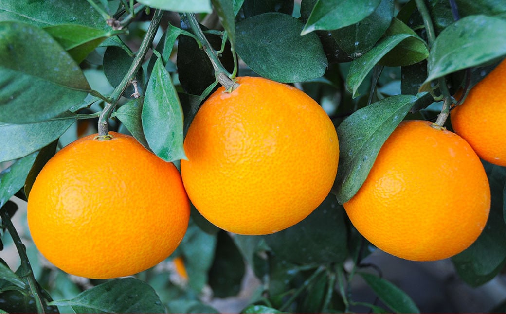 愛果28号 （愛媛果試第28号） 2kg 果物 くだもの フルーツ ミカン みかん かんきつ 柑橘 国産 常温 （346）