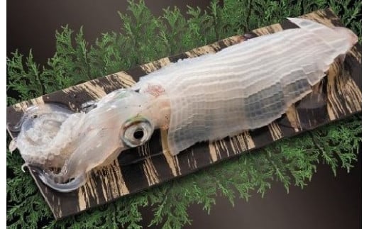 CAS冷凍した呼子の剣先イカとスルメイカを食べ比べていただけるよう3杯入れています。