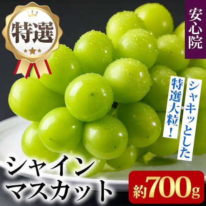 特選シャインマスカット(約700g)シャインマスカット ぶどう 葡萄 フルーツ 果物 くだもの 果実 特選＜先行予約受付中！2026年8月下旬より順次発送予定＞＜北海道、沖縄、離島配送不可＞【106300201】【大分県農業協同組合　北部エリア】