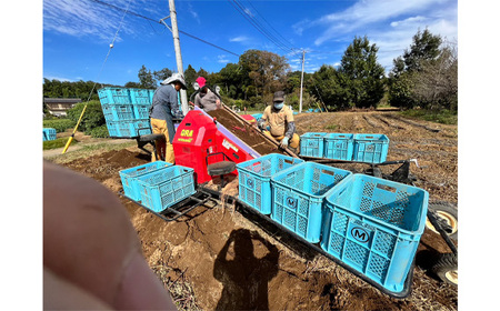 No.518 【箱入り】坂東市産　生さつまいも　紅はるか5kg（泥付きS、M、L混載）