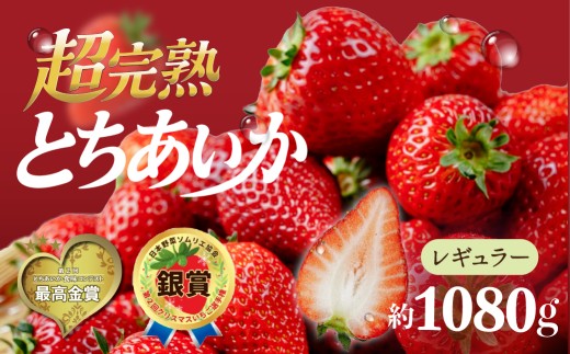 いちご 選手権金賞農園の 厳選&完熟&朝摘み とちあいか レギュラーサイズ 約270g × 4パック 合計1080g【2月以降発送】 | いちご イチゴ 苺 とちあいか とちおとめ 第2回いちご選手権金賞 ブランドいちご ストロベリー 完熟 甘い あまい 果物 フルーツ くだもの 旬 産地直送 栃木県産 鈴木ファーム 栃木県 茂木町
