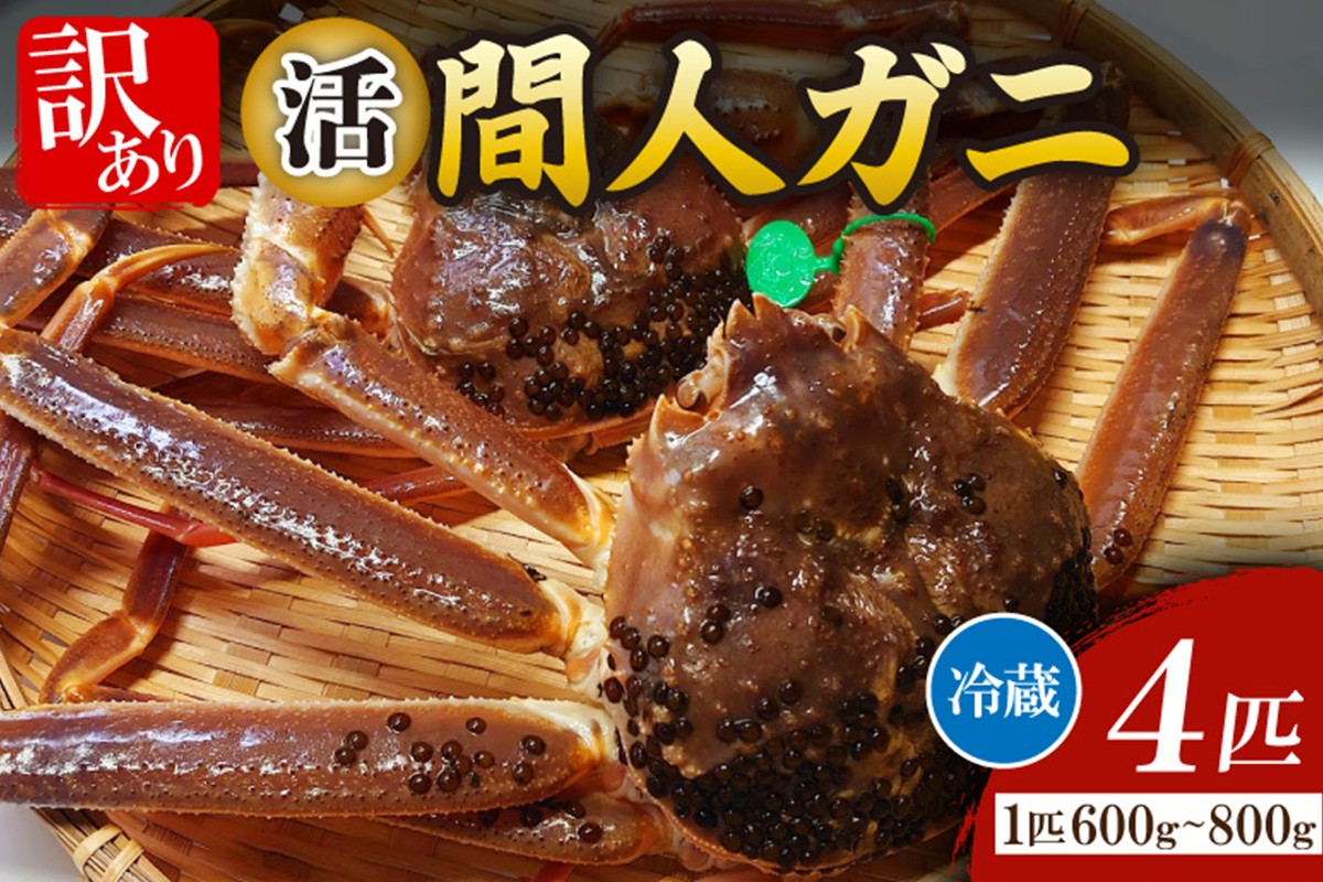 間人漁港仲買人の丸友鮮魚三代目・自慢の間人ガニ【活】生・訳アリ・間人ガニ（ズワイガニ　松葉ガニ）[600~800g×4匹]　MG00016