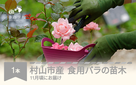 食用バラの苗木 裸苗 苗 バラ 薔薇 山形県村山市産 bg-hnxxx1