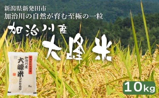 【大峰米コシヒカリ】 令和7年産 新潟県産 コシヒカリ 10kg 新潟県 新発田市 加治川産 新発田産 新潟 ふるさと納税 精米 米 お米 大峰米 白米 米 お米 こめ コメ ライス ご飯 ごはん 美味しい 贈り物 国産 新潟県 新発田市 お取り寄せ 令和7年産米 産地直送 GAP認証 JGAP アグリ加治川 agk009