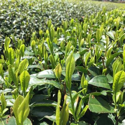 ふるさと納税 入間市 深蒸し茶　ティーバッグ　20TB入 × 4袋　狭山茶製造直売 貫井園 直送 |  | 03