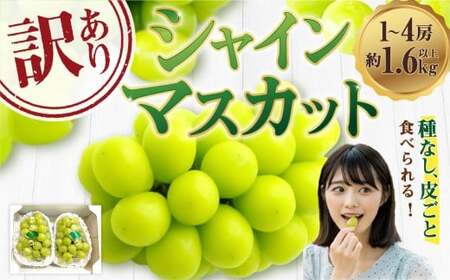 【訳あり】ご家庭用シャインマスカット 1～4房（約1.6kg以上）【2026年9月上旬～10月下旬まで発送予定】 訳あり 自宅用 マスカット ぶどう 種なし 冷蔵 岡山県 倉敷市