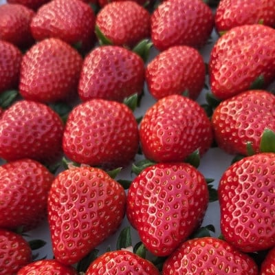 
            イチゴ(紅ほっぺ)・冷蔵 300g×6パック【1554768】
          