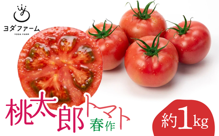 桃太郎トマト（春作）約 1kg ALPFL001