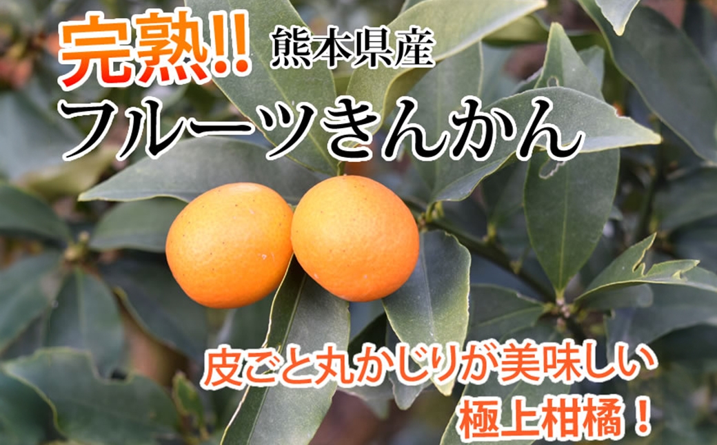 金柑1kg熊本県産ハウス栽培完熟フルーツきんかん