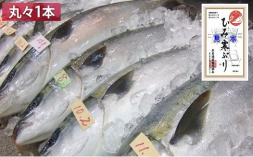 【先行予約】ひみ寒ぶり 丸々1本プラン ※配送エリア限定