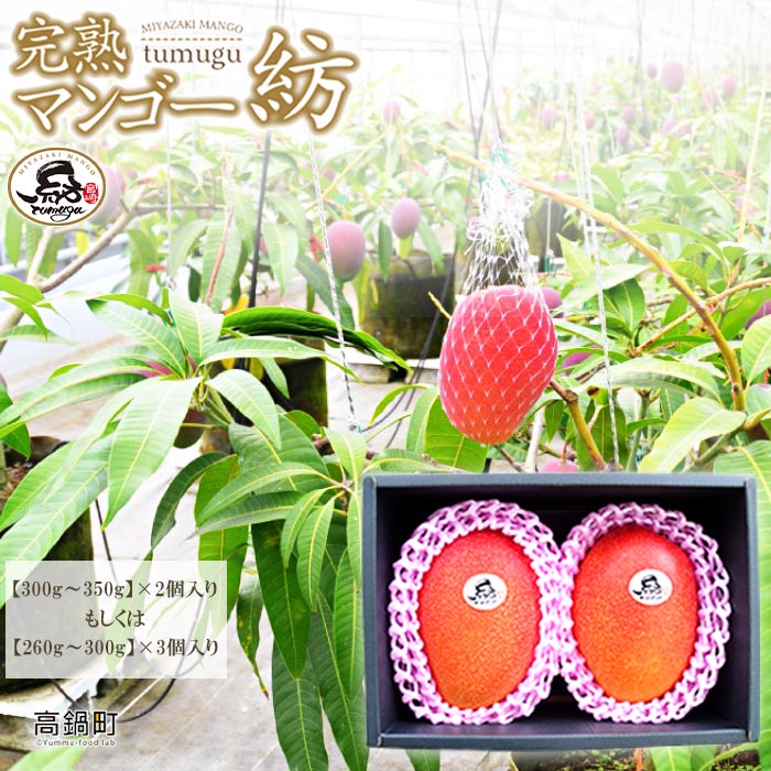 【ふるさと納税】＜宮崎県産 完熟マンゴー｢紡｣ (約300g～約350g 2個もしくは約260g～約300g 3個)＞ 2026年7月中旬～9月中旬迄に順次出荷 果物 フルーツ マンゴー くだもの 特産品 完熟 国産 宮崎県 高鍋町【冷蔵】
