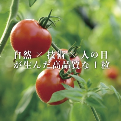 【産地直送】トマト(約3.0kg) 箱 うふふの実 高糖度フルーツトマト　アイメック【常温】【配送不可地域：離島・北海道・沖縄県】