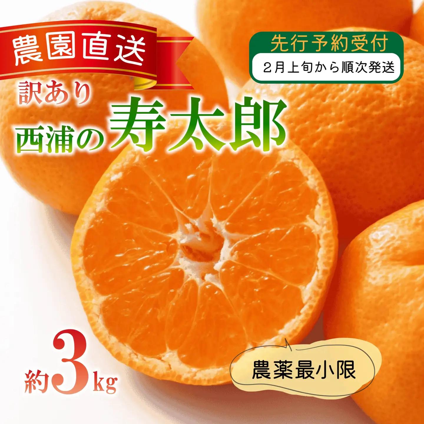 【訳あり】寿太郎 みかん 3kg 西浦 寿太郎 みかん 木負観光みかん園