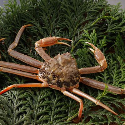 ふるさと納税 智頭町 【先行予約】鳥取県産 訳あり 活 松葉がに 900g×3杯(中村商店)2026年1月末より順次発送