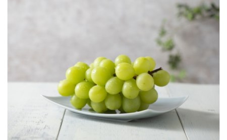 【先行予約】朝採れ シャインマスカット 1.1kg以上（2～3房入り） 新鮮 産地直送  中津 期間限定 中津市産 しゃいん マスカット 葡萄 ぶどう ブドウ フルーツ 果物 スイート 甘い 大きい 